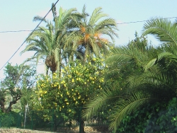 Unser Zitronenbaum